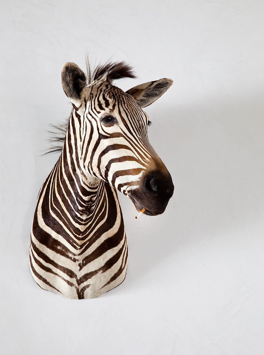 Zebra-Detail-sRGB